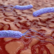 h pylori