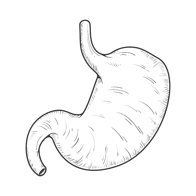 hand drawn stomach drawing illustration 23 2151329646